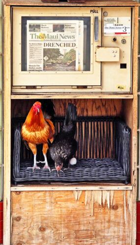 Photo of the Day: Which came first?